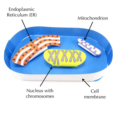 super simple cell origami organelle