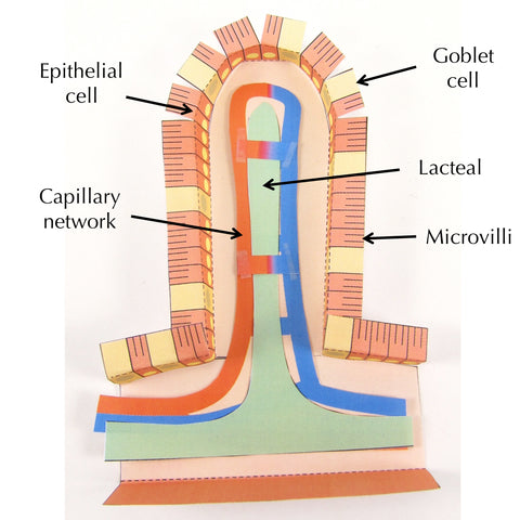 Villus origami organelle