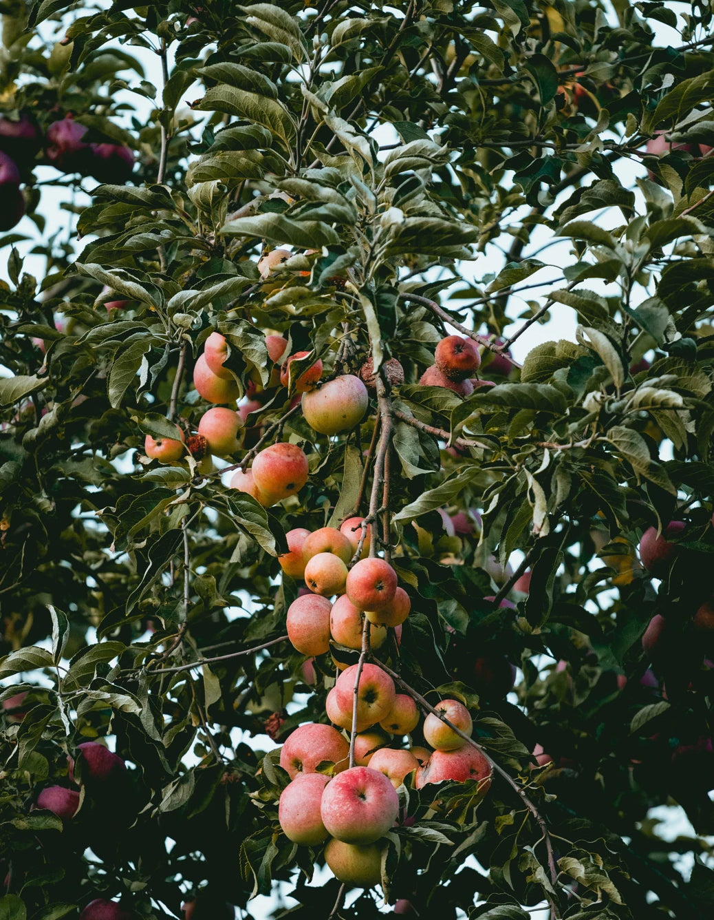 Apple Leather