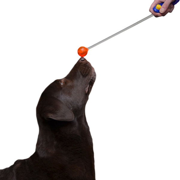 Lollipop Target - Karen Pryor Clicker Training