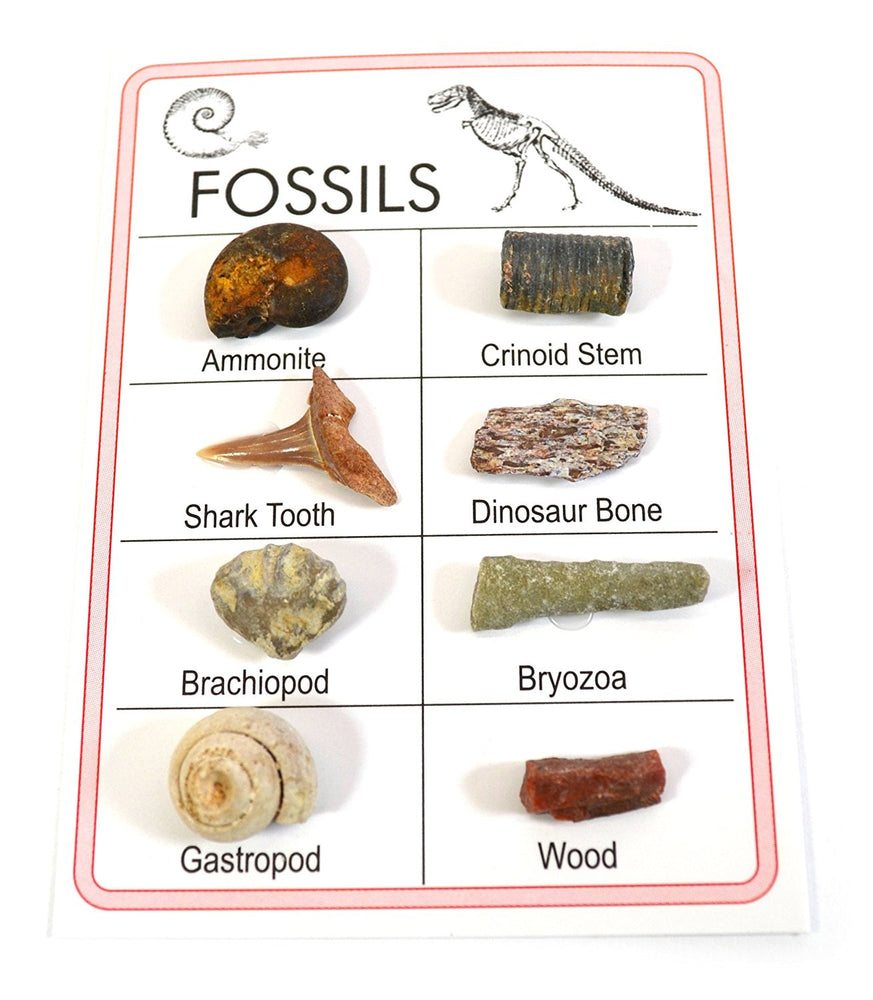 Pocket Reference Fossil Card with 8 Identified Specimens, 1cm Each — Eisco  Labs