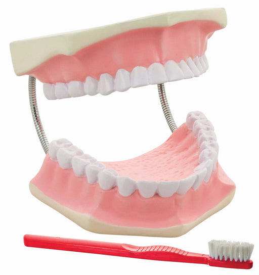 牙科护理模型 - 巨型，3次寿命