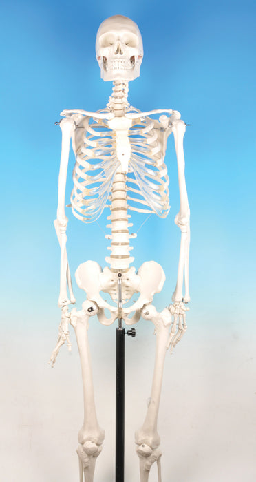 模型人类骨骼 - 经济