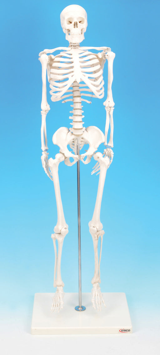 人体骨骼模型高度32厘米。