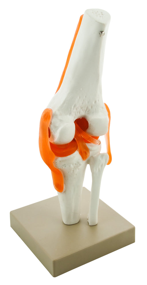 人体膝关节模型