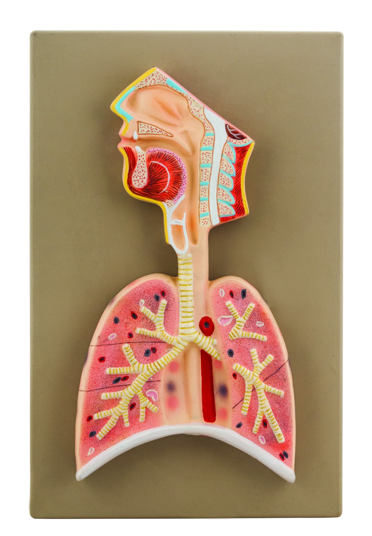 Eisco Labs Human Respiratory System Model, Half Live Size, Longitudina