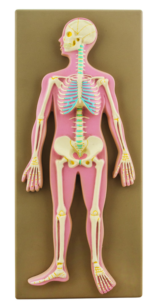 skeletal system support