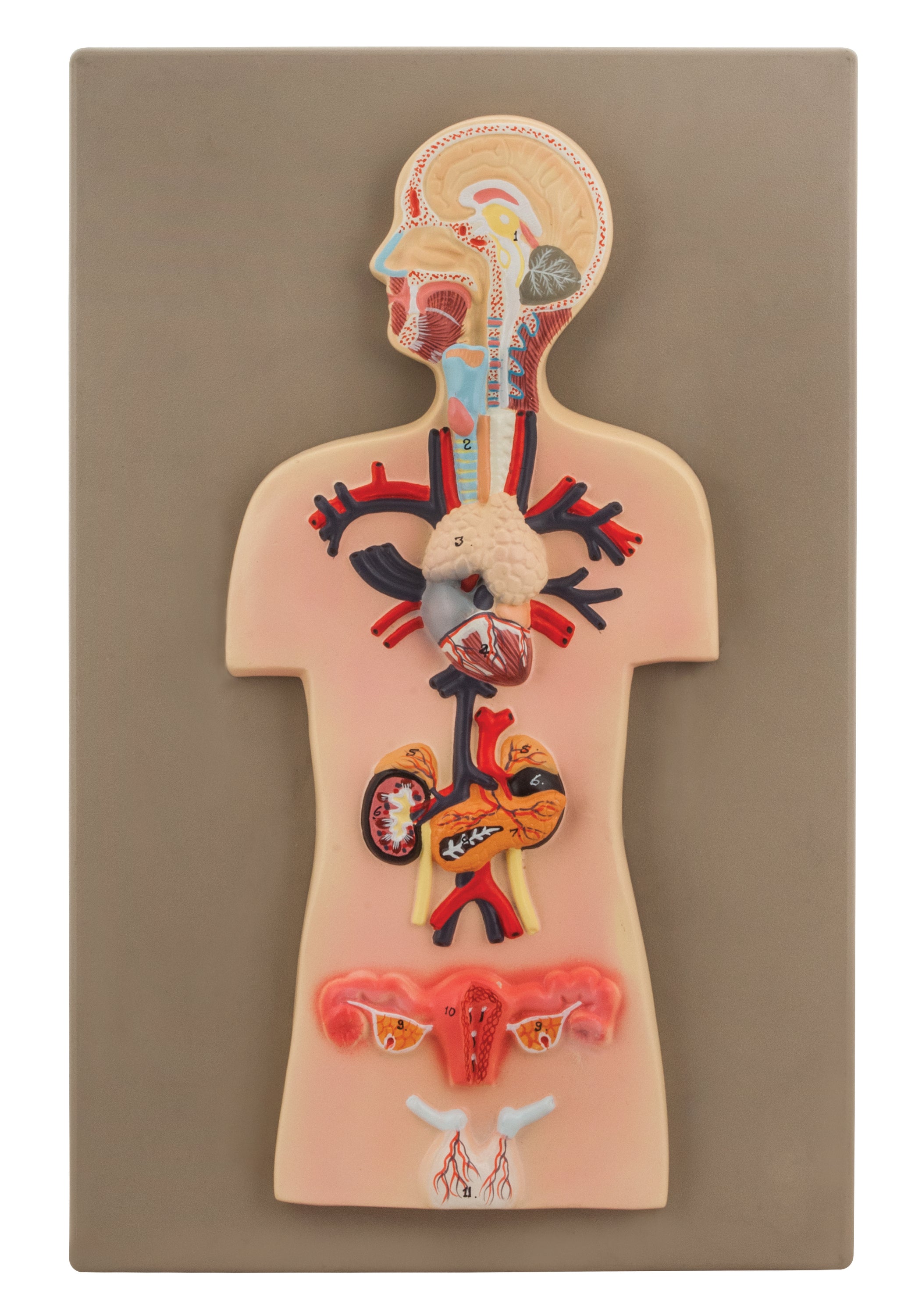 Eisco Labs Human Endocrine System Anatomical Model Miniature Size C