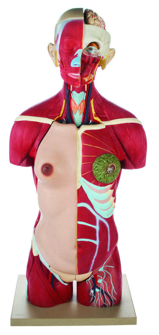 Human Muscle Anatomy Costume