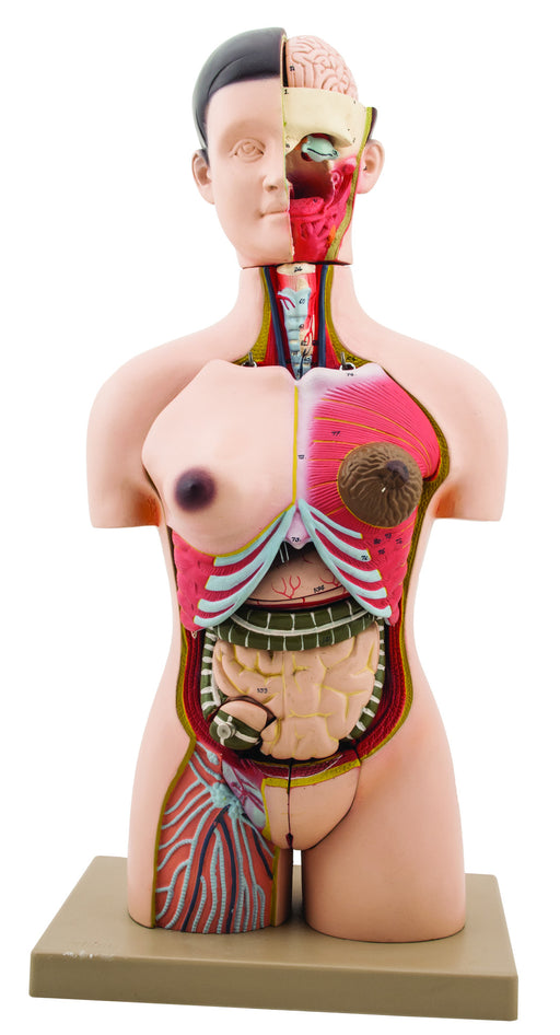 ISKO® Anatomical Life Size (85cm length) Unisex Human Torso Model