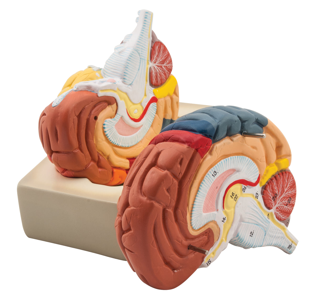 hippocampus anatomy lab model