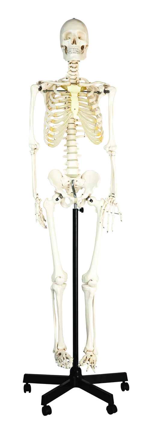 真人大小的人体骨骼模型(62“高)，关节，骨盆安装轮式底座