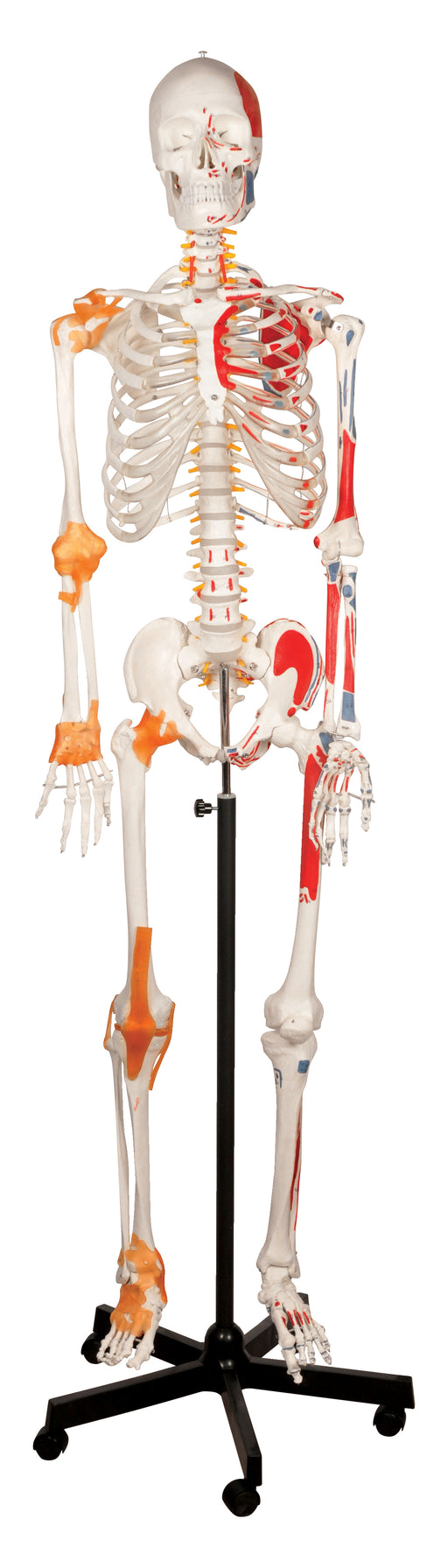 韧带的人骨架 -  170厘米