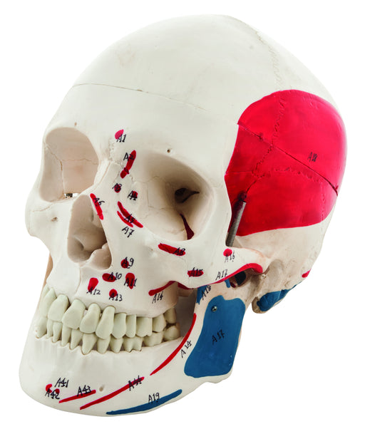 肌肉数字人体颅骨解剖模型，医疗质量，生活大小，肌肉绘画，3部分