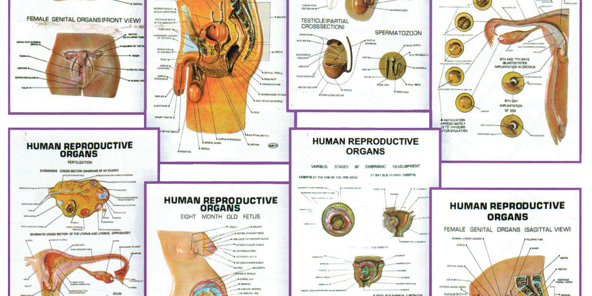 Chart 3 D Human Reproductive Organs Size 25x35cm — Eisco Labs