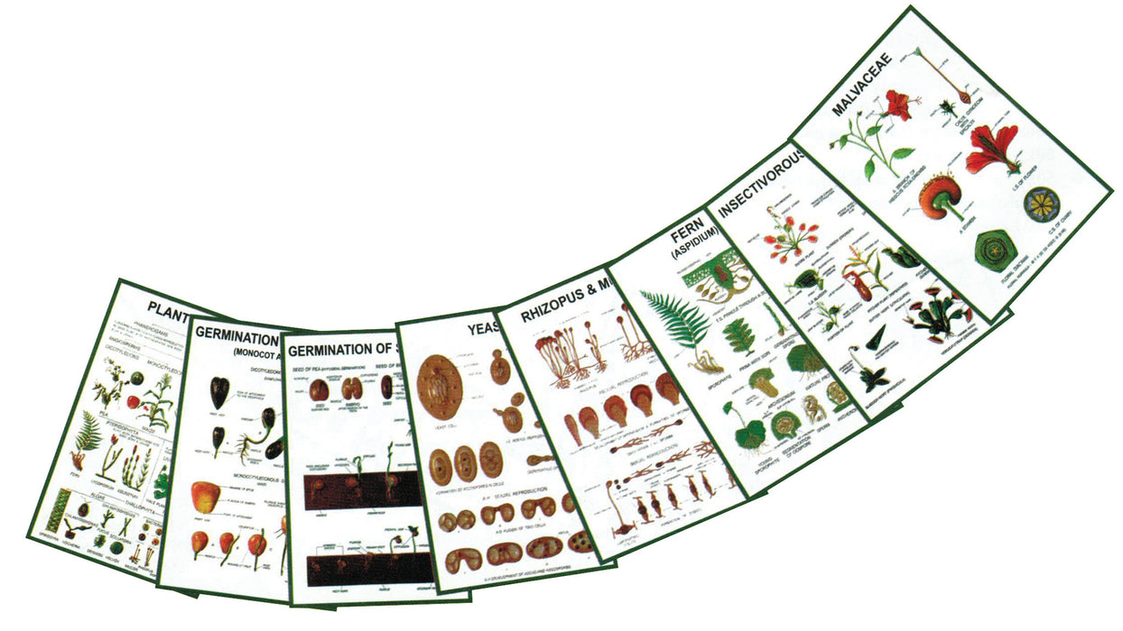图表-普通植物学-IV