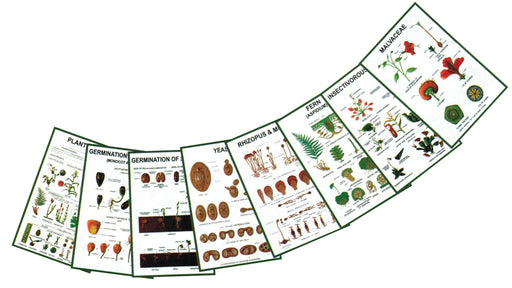 图-一般植物学模型- iv