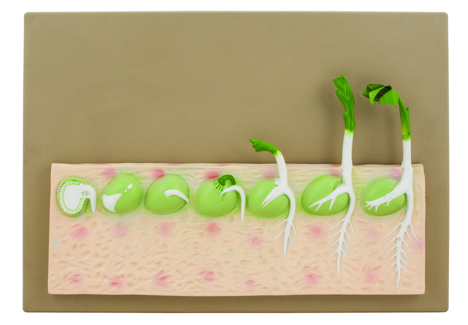 EISCO Dicot Seed Germination Model (Pea) — Eisco Labs