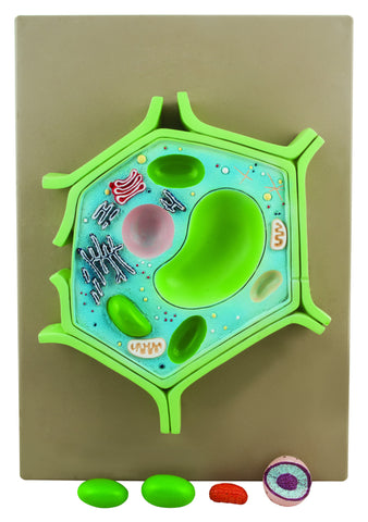 box model 3d plant cell