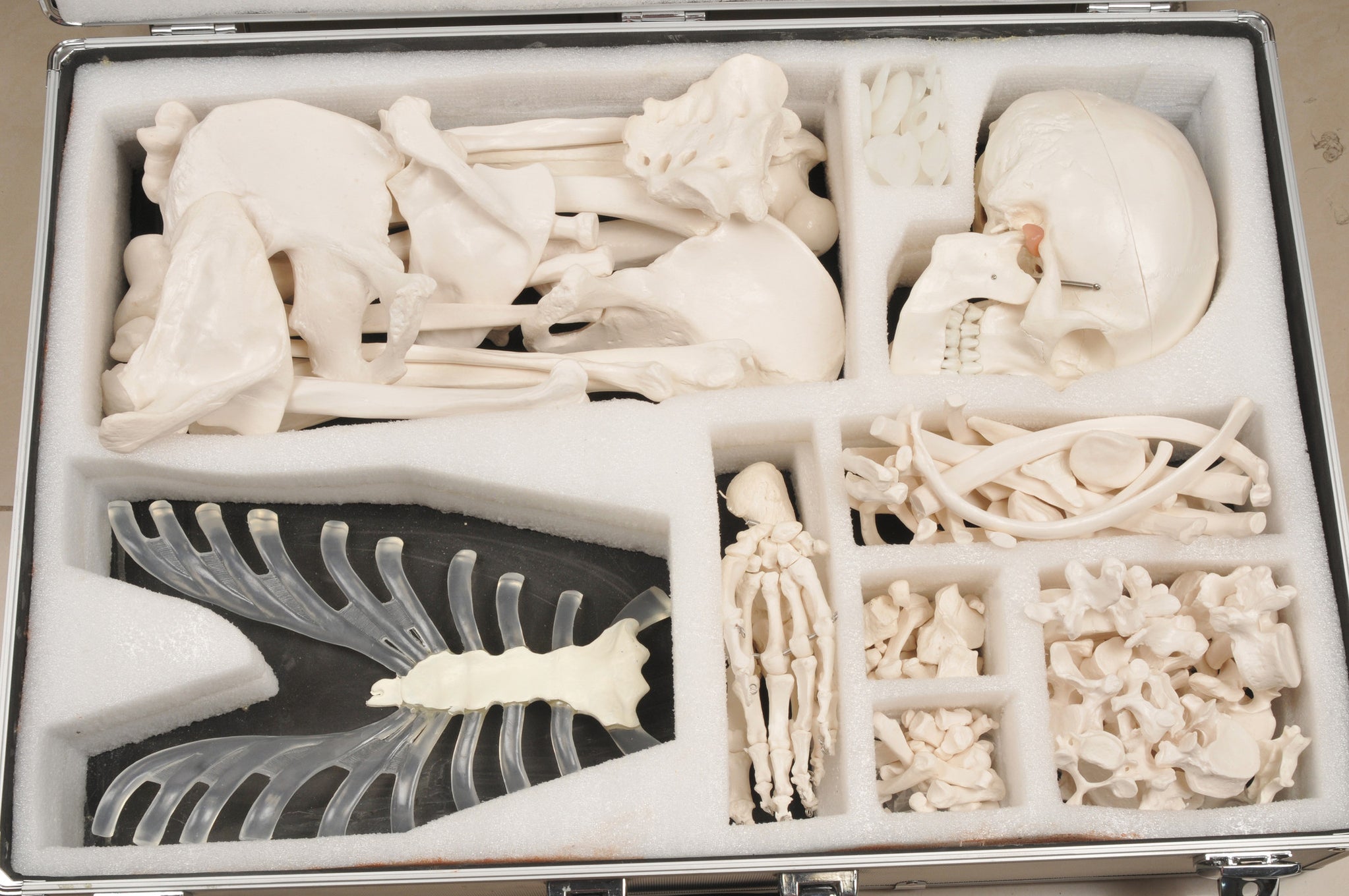 identify the bones on this disarticulated skull