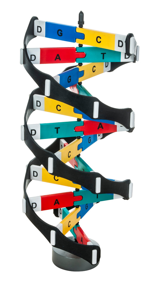 DNA模型套件