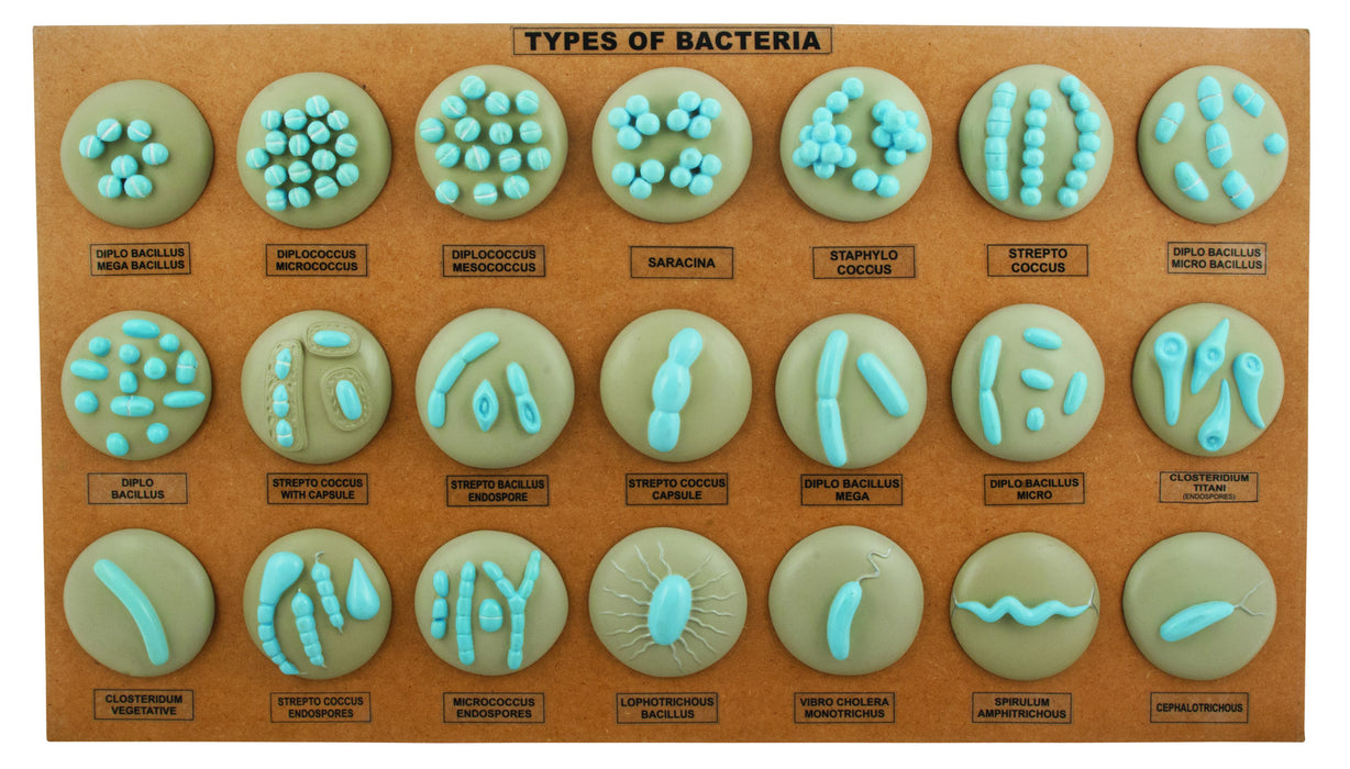 细菌L.H.型-一套21个