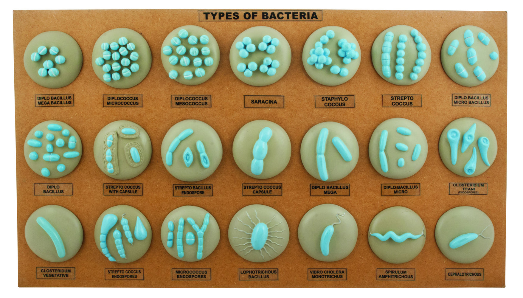 细菌L.H.型-一套21个
