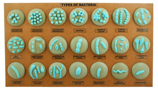 细菌l . h模型-一组21个