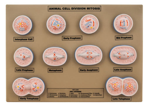 模型动物细胞分裂有丝分裂 - 迷你