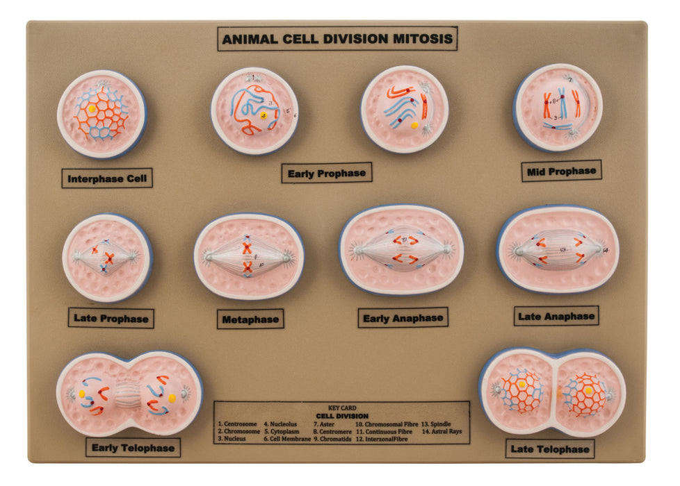 模型动物细胞分裂有丝分裂-迷你