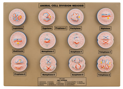 模型动物细胞分裂减数分裂 - 迷你