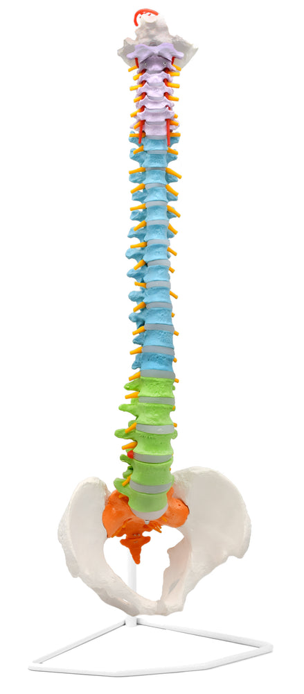 人脊柱模型，灵活-31.5“高度 - 包括安装座