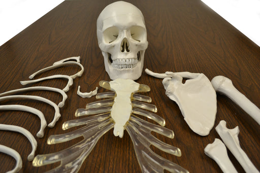 艾斯科人寿尺寸纯粹的成人骨骼