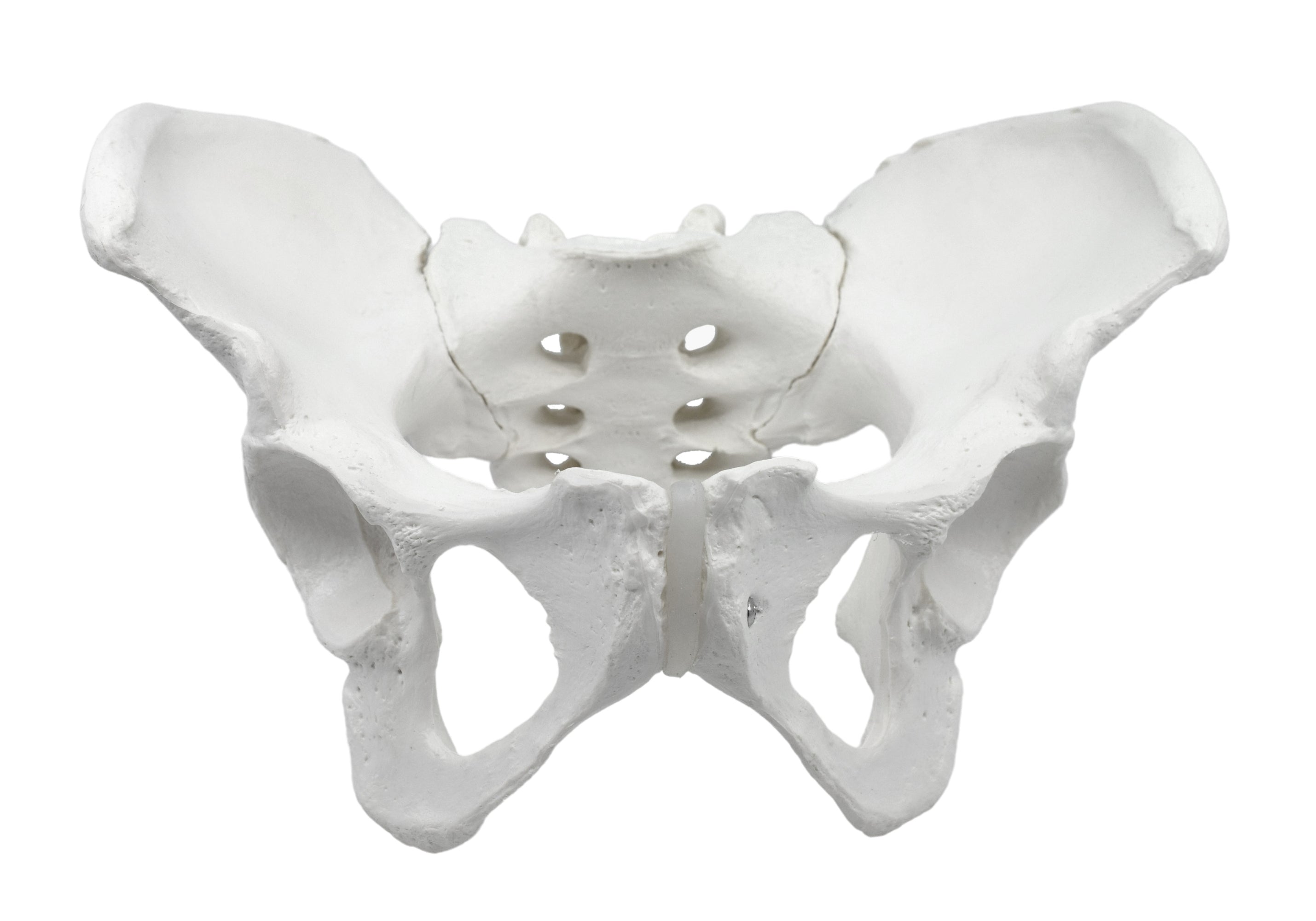 Female Pelvis Model Human Life Size 3d Rendering — Eisco Labs