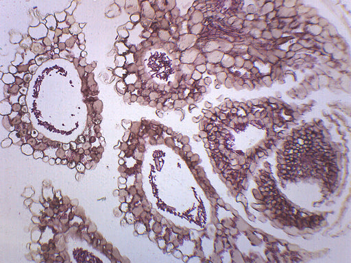 Anabaena-准备好显微镜幻灯片-75x25mm