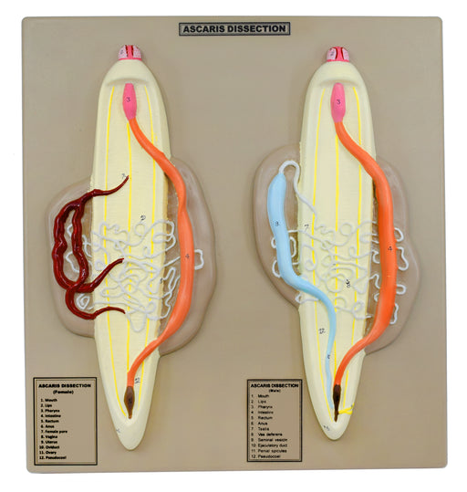 Ascaris模型，男性和女性 - 放大，用手绘细节进行解剖 - 安装在基础上，14“ x 13”  -  Eisco Labs欧宝体育官网进入