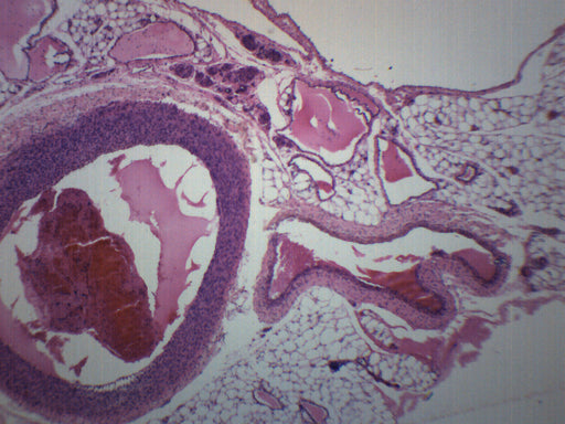 动脉和静脉 - 准备的显微镜幻灯片-75x25mm