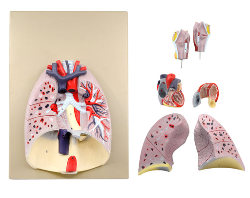 高级心脏和肺模型 - 生命大小 -  7个零件
