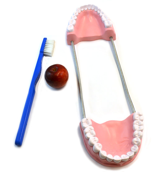 欧宝体育官网进入艾斯科实验室超大牙科护理模型与14.5“牙刷