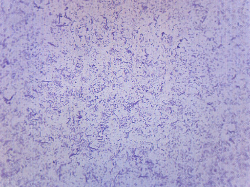 Eisco Prepared Microscope Slide - Staphylococcus Aureus Gram Positive  Microbiology