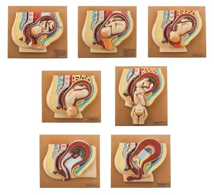 艾斯科人类婴儿分娩阶段-一套7个模型