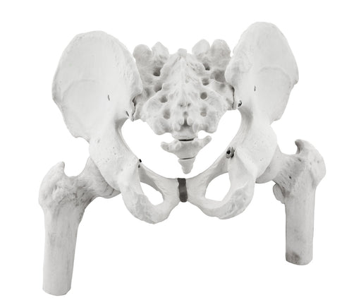 骨盆与股骨模型，人-生命大小，3D渲染