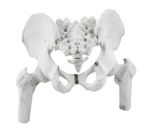 骨盆与股骨模型，人-生命大小，3D渲染