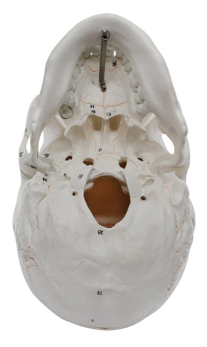 人成人头骨解剖模型，3部分