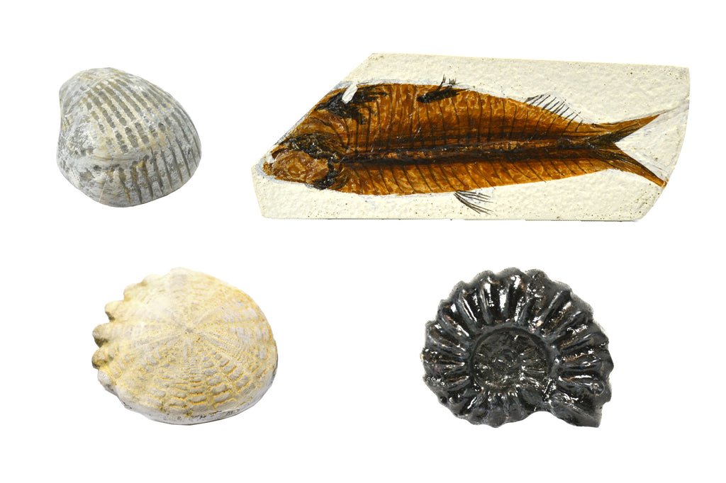Set of 4 Deluxe Fossil Replicas - Includes 1 Ammonite, Hardouinia, Biv —  Eisco Labs