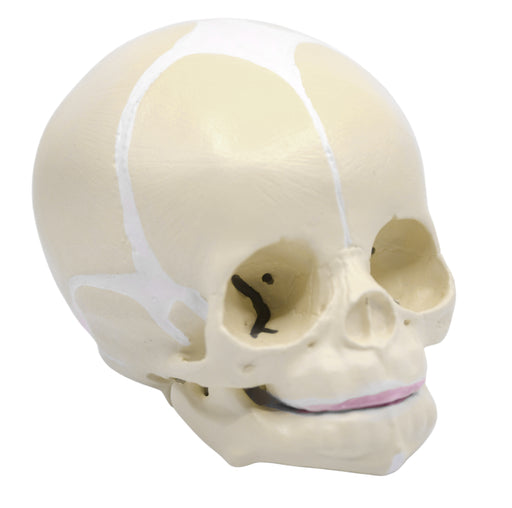 伊斯科真人大小婴儿人类颅骨模型与关节下颌骨