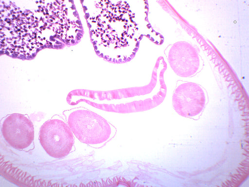 Ascaris lumbricoides-准备好显微镜幻灯片-75x25mm