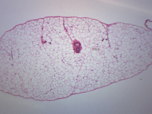 脂肪组织部分，哺乳动物 - 制备的显微镜幻灯片-75x25mm