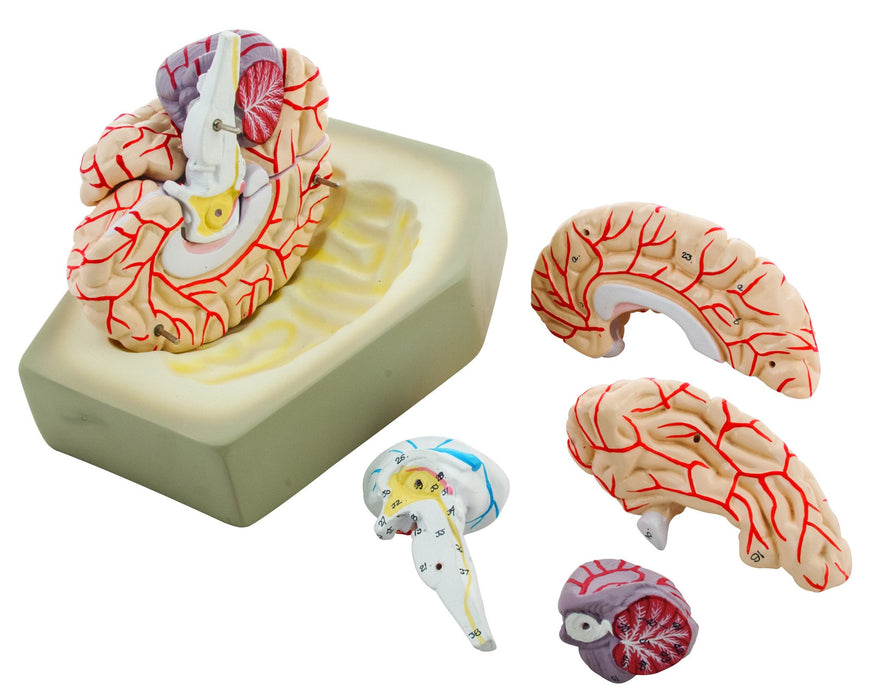 艾思科真人大小的带有动脉的人脑模型，8个部分