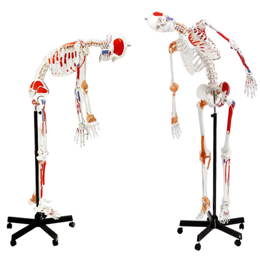 Modelo de esqueleto humano, tamaño medio - con terminaciones nerviosas -  Soporte colgante - Detalle increíble para estudio anatómico - Eisco Labs